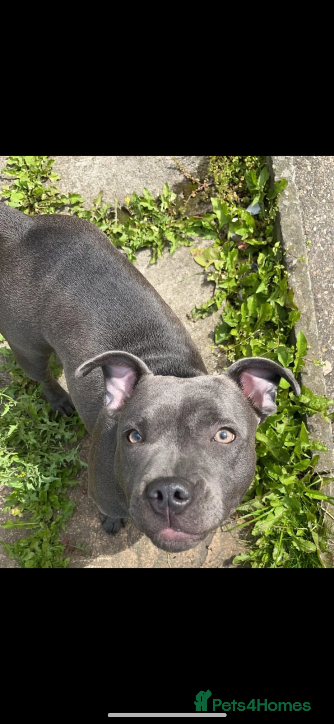 Staffordshire Bull Terrier dogs for stud: Novah  - Advert 1