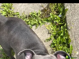 Staffordshire Bull Terrier dogs Novah - Advert 1