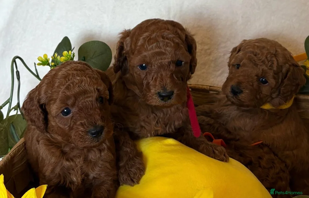 Cavapoo dogs for sale: F1b Fox Red Cavapoos - Advert 8