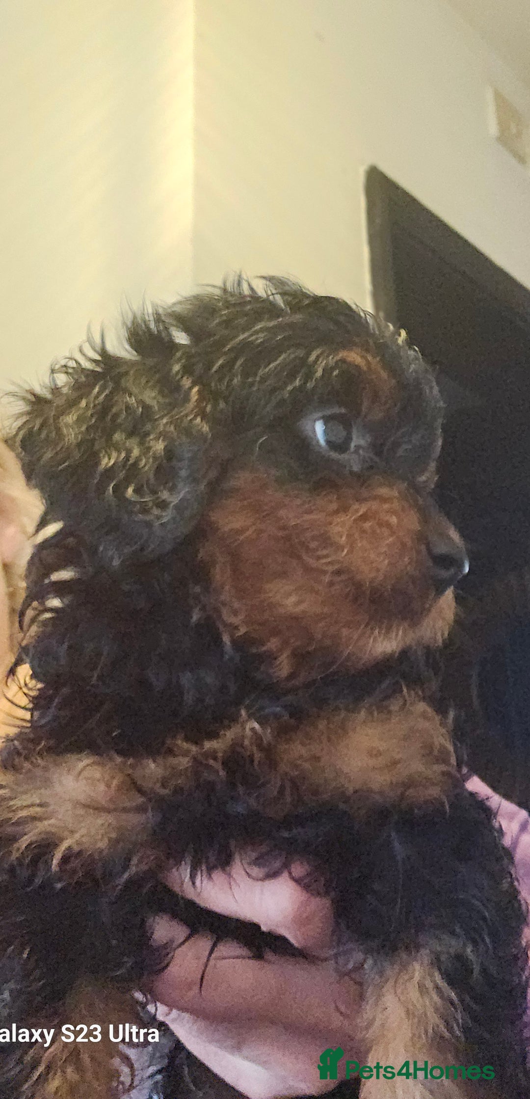 Doxiepoo dogs for sale: Doxipoos puppies mega curly and suited  - Image 3