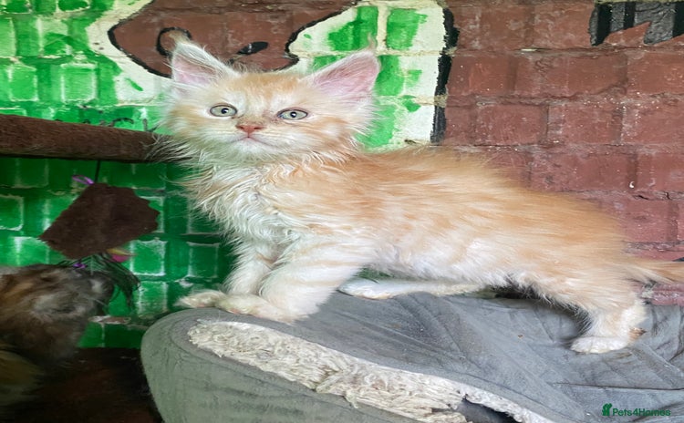 Maine Coon cats - Advert 5