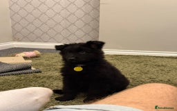 German Shepherd dogs for sale: 2 German Shepard puppies  - Image 5