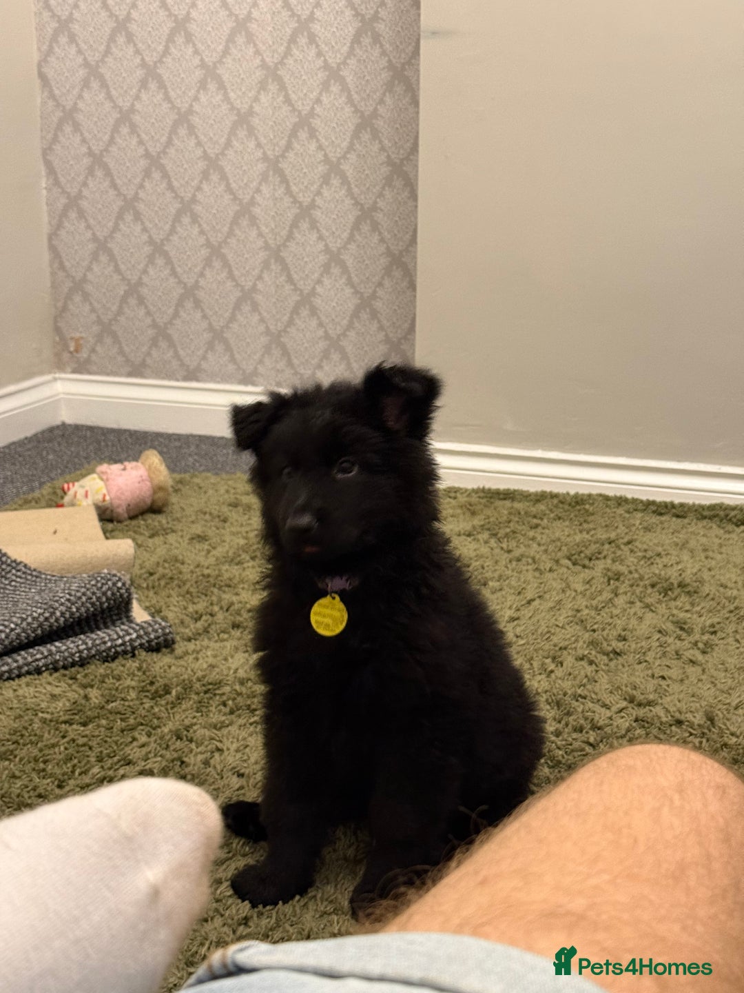 German Shepherd dogs for sale: 2 German Shepard puppies  - Image 5