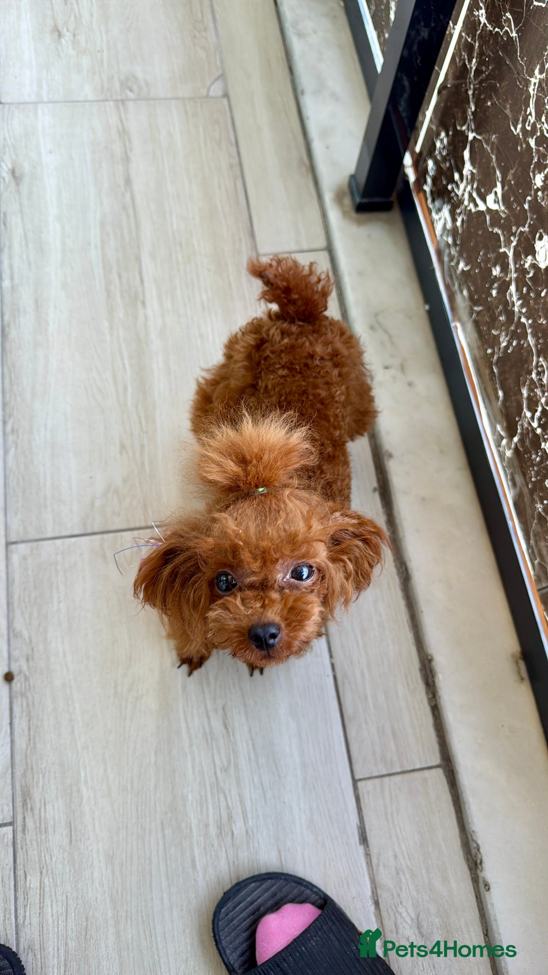 Poodle dogs for sale: Stunning Asian poodle for sale 🤩 - Image 3