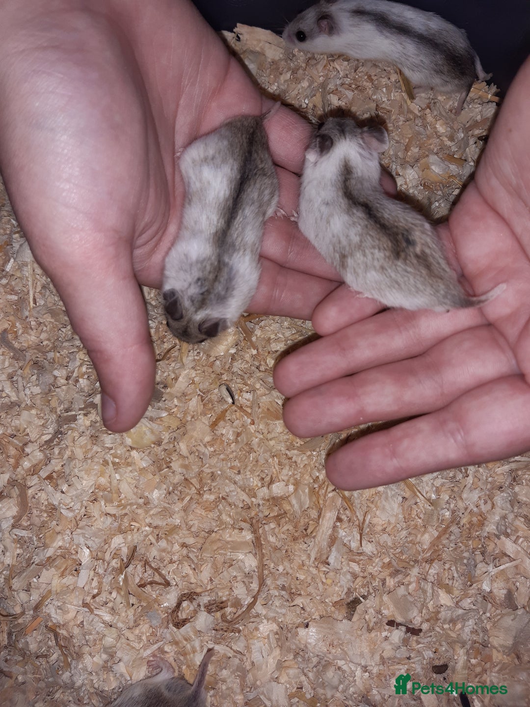 Hamster rodents for sale: Baby Chinese hamsters ready now  - Image 5