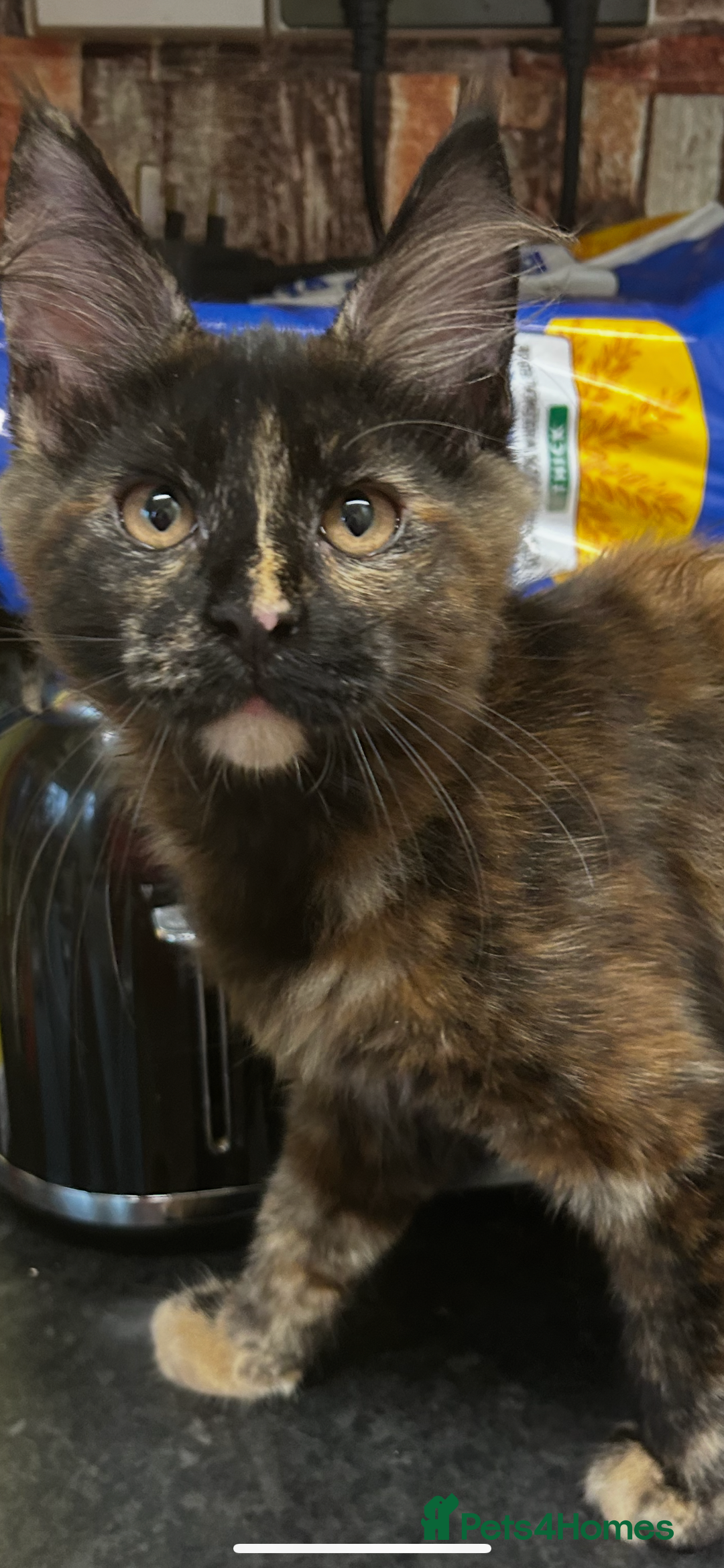 Maine Coon cats for sale:  2 beautiful maine coon kittens left - Image 13