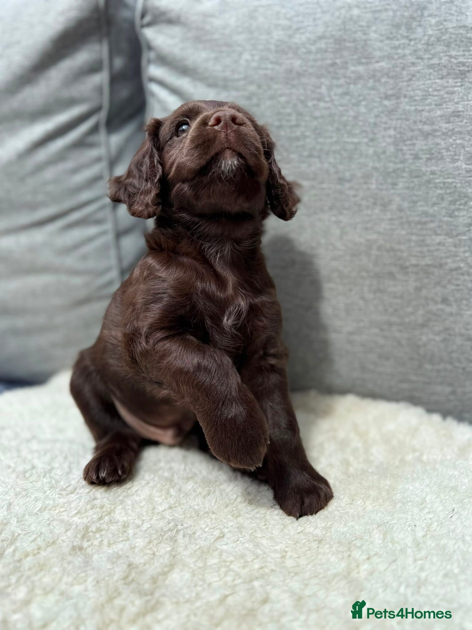 Cockapoo dogs Beautiful Cockapoo × Working Spaniel F1B Puppies - Advert 2