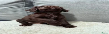 Cockapoo 4