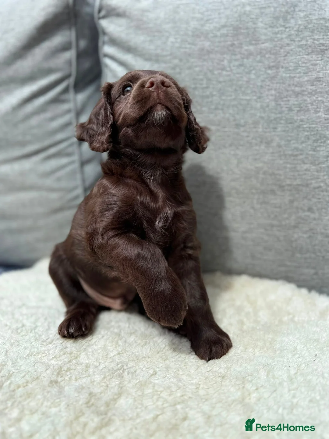 Cockapoo dogs for sale: Beautiful Cockapoo × Working Spaniel F1B Puppies in Gillingham - Advert 2