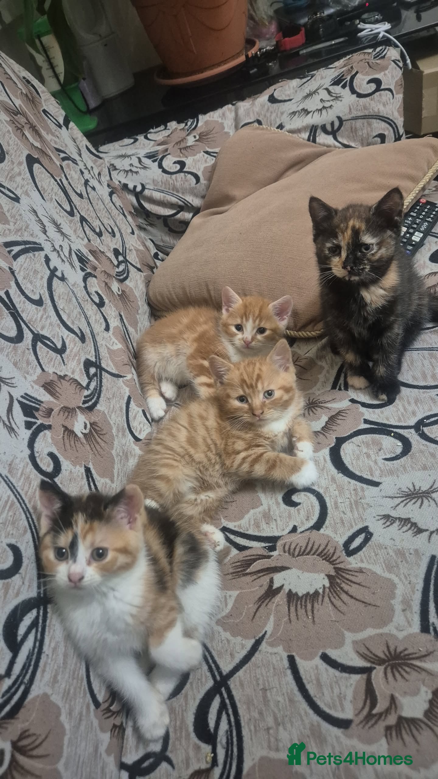 Mixed Breed cats Half British shorthair kittens - Advert 2