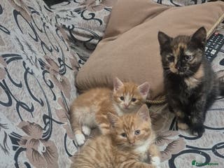 Mixed Breed cats Half British shorthair kittens - Advert 1