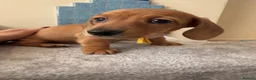 Miniature Dachshund dogs for sale: RED DAPPLE MINIATURE DACHSHUND  - Advert 12