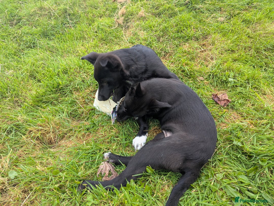 Border Collie dogs for sale: Border Collie puppies  - Image 6