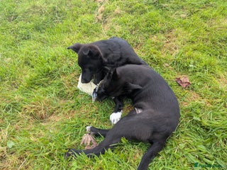 Border Collie dogs - Advert 2
