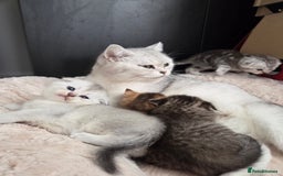 Scottish Fold cats for sale: Scottish folds - Image 9