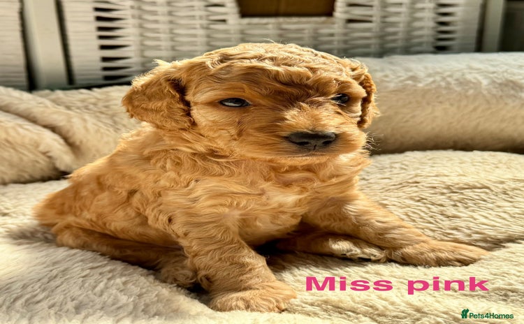 Cockapoo dogs - Advert 8