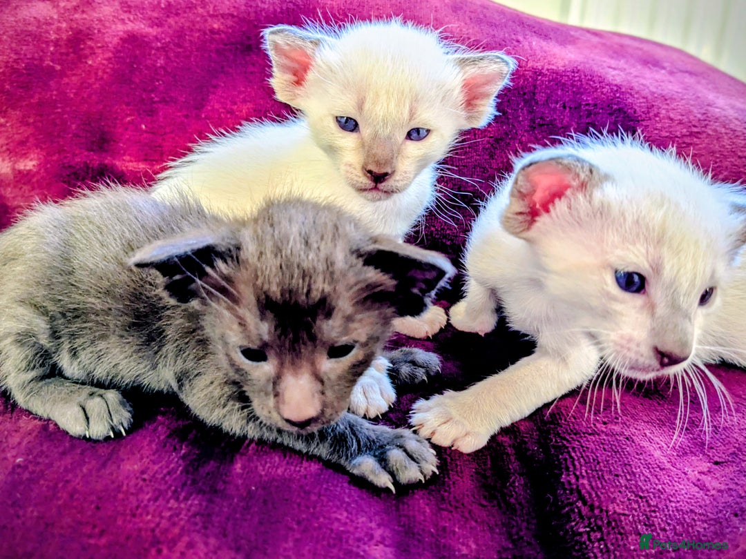 Siamese cats for sale: 6 little monkeys 🩷🩵 - Advert 13