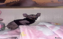 Sphynx cats for sale: Half Elf sphynx  - Image 2