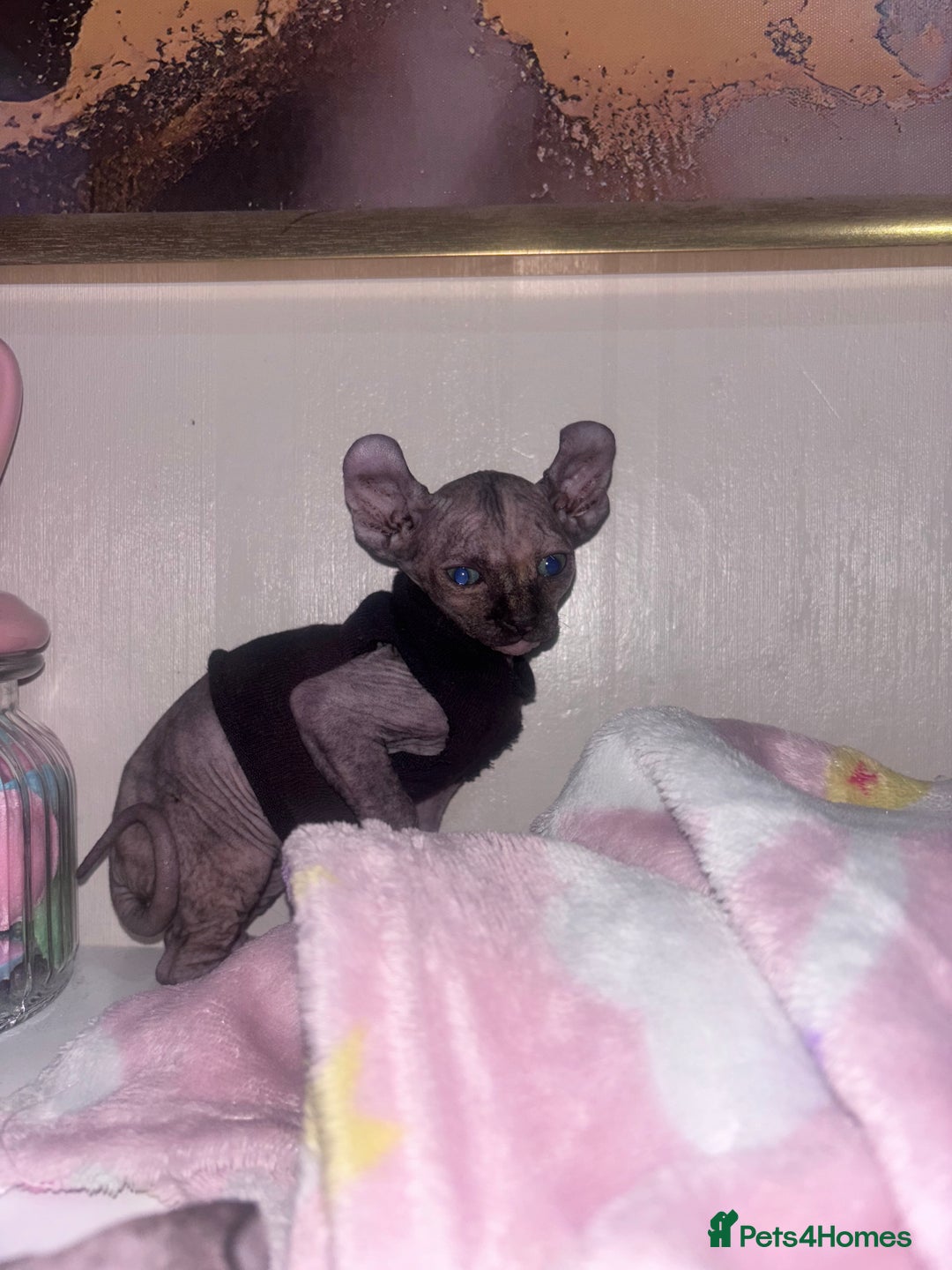 Sphynx cats for sale: Half Elf sphynx  - Image 2