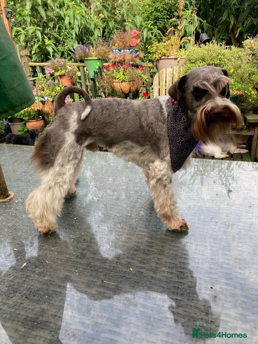 Poodle dogs for stud: KC CHOCOLATE AND WHITE SCHNAUZER STUD MAC +BVA 👍 in Coventry - Advert 12