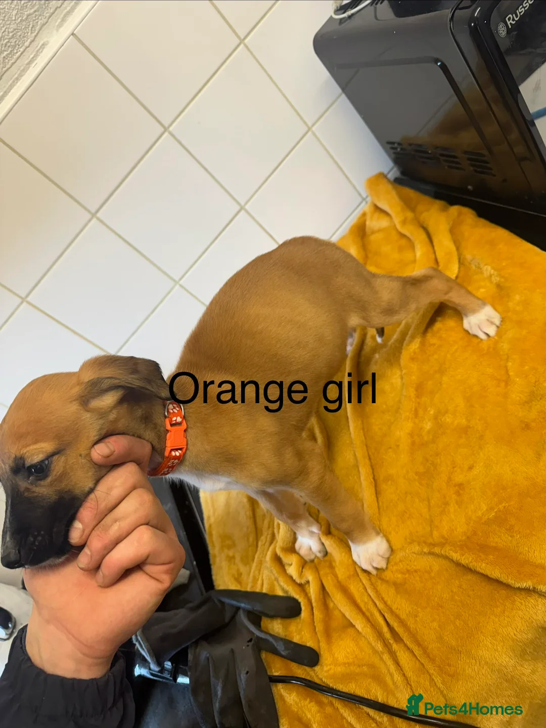 Lurcher dogs for sale: Mali x sluki puppies  - Advert 4