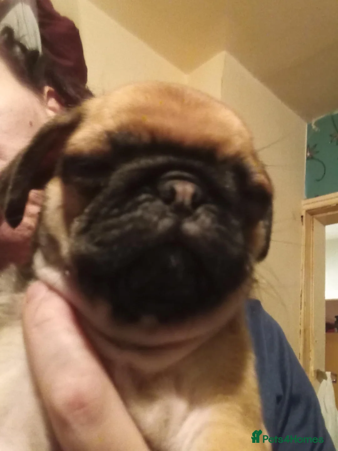 Pug dogs for sale: I have a lovely litter off pug pups for sale  - Advert 28