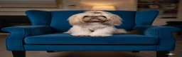 Shihpoo dogs for sale: Shipoo Pups for sale - Advert 3