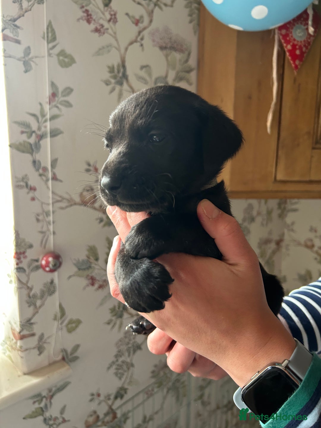 Labrador Retriever dogs for sale: Quality pedigreed Labradors for sale  - Image 7