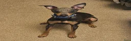 Italian Greyhound dogs for sale: Italian Greyhound – Loving Home Wanted in Doncaster - Advert 1