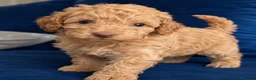 Cockapoo dogs for sale: Exquisite 5* rated licensed F2bb toy cockapoo’s  - Advert 7