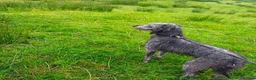 Mixed Breed dogs for sale: Bedlington whippet pups in Brecon - Advert 10