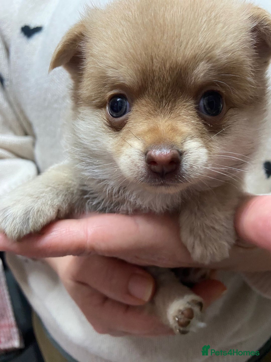 Pomchi dogs for sale: Stunning Pomchi’s - Advert 16