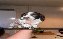 Cocker Spaniel dogs for sale: 7 pups 4 girls 3 boys  - Image 11