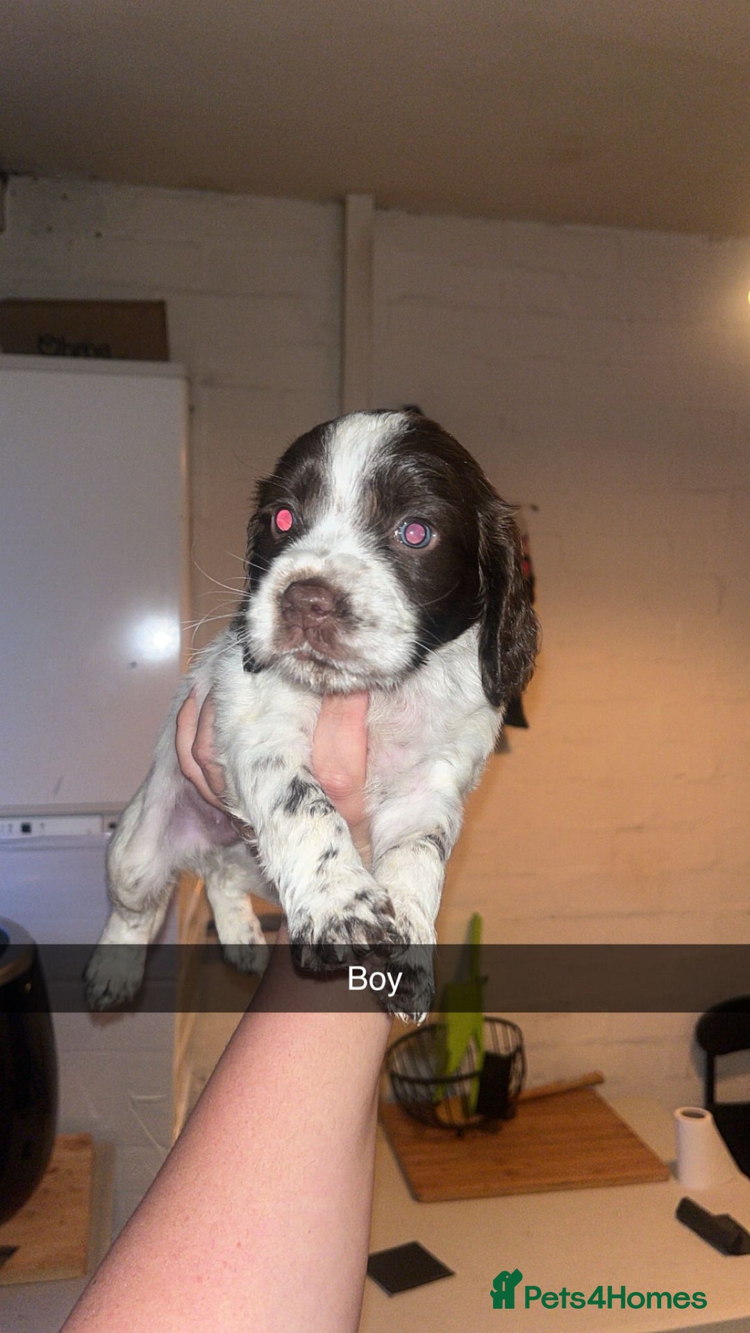 Cocker Spaniel dogs for sale: 7 pups 4 girls 3 boys  - Image 11