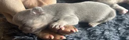 French Bulldog dogs for sale: 8 week old male French bulldog ready to go today - Advert 6