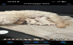 Bichon Frise dogs for sale: Bichon frise - Image 1