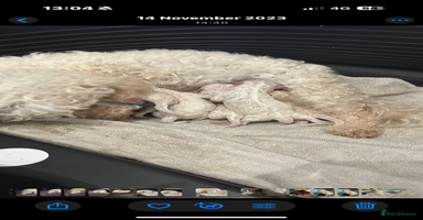 Bichon Frise dogs - Advert 9