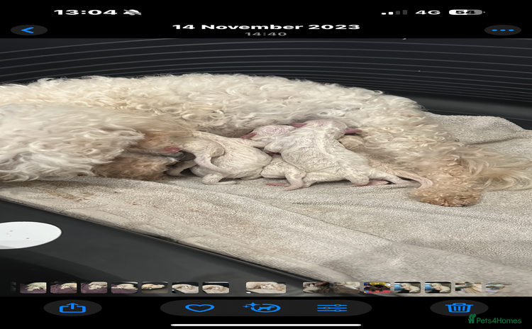 Bichon Frise dogs - Advert 1