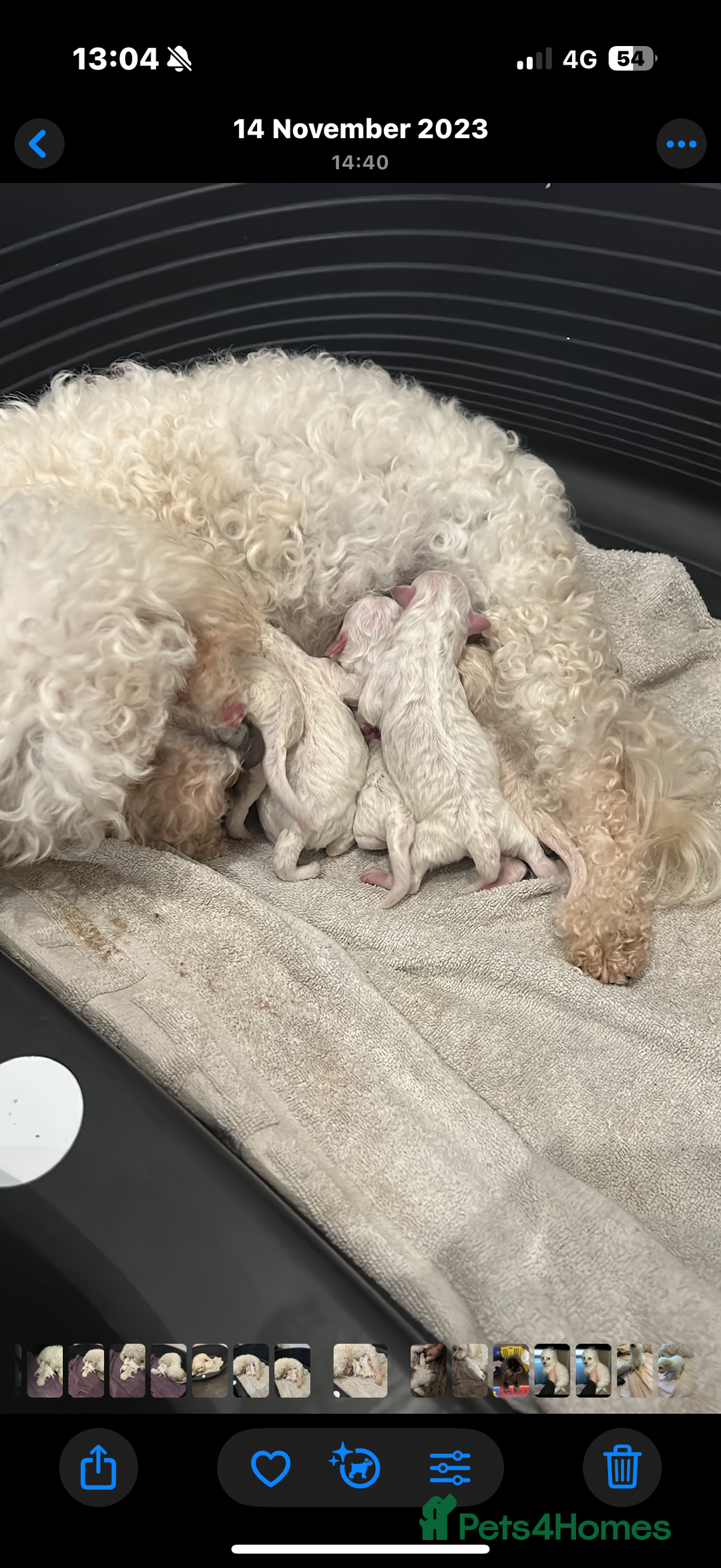 Bichon Frise dogs for sale: Bichon frise - Image 1