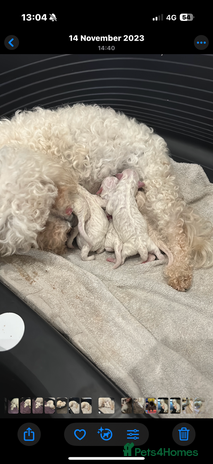 Bichon Frise dogs - Advert 1