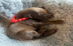Dobermann dogs for sale: KC REGISTERED DOBERMAN PUPS - Image 30