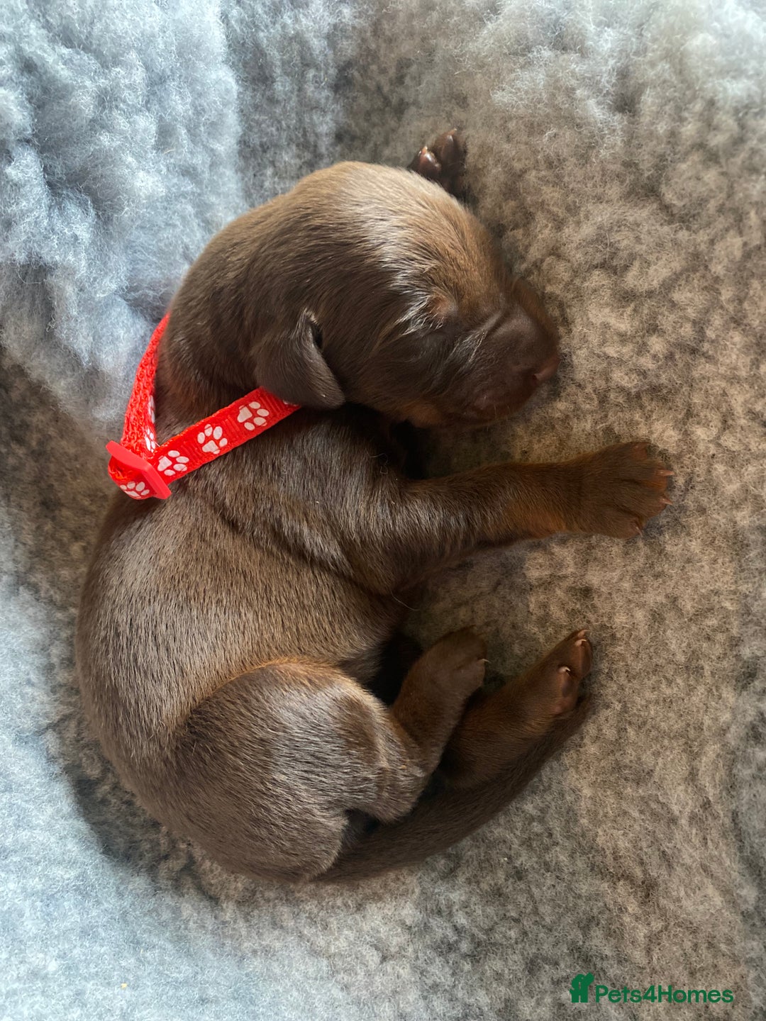 Dobermann dogs for sale: KC REGISTERED DOBERMAN PUPS - Image 30