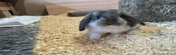 French Lop rabbits for sale: Pure breed Baby Giant French Lops Rabbits - Advert 14