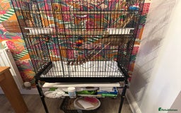 Budgerigars birds for sale: 1 Male and 1 Female Budgies for sale, as a pair. - Image 1