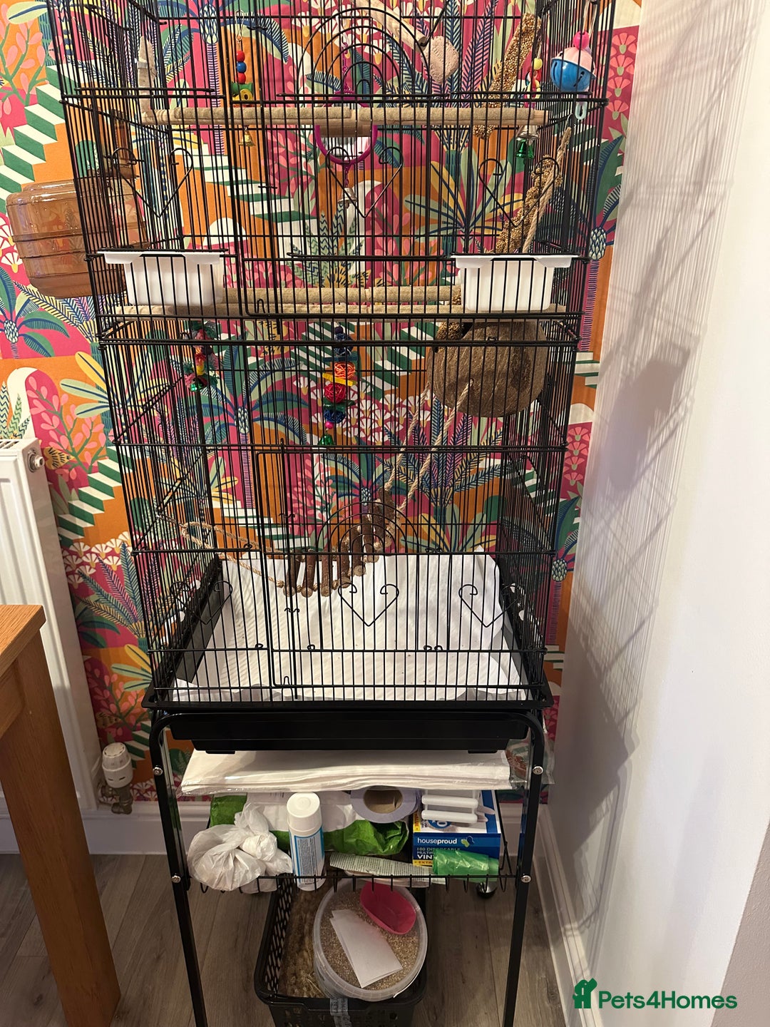 Budgerigars birds for sale: 1 Male and 1 Female Budgies for sale, as a pair. - Image 1