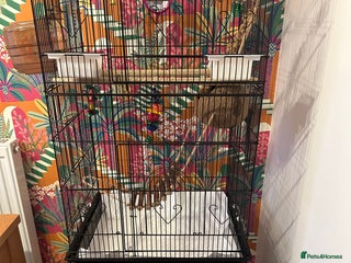 Budgerigars birds - Advert 35