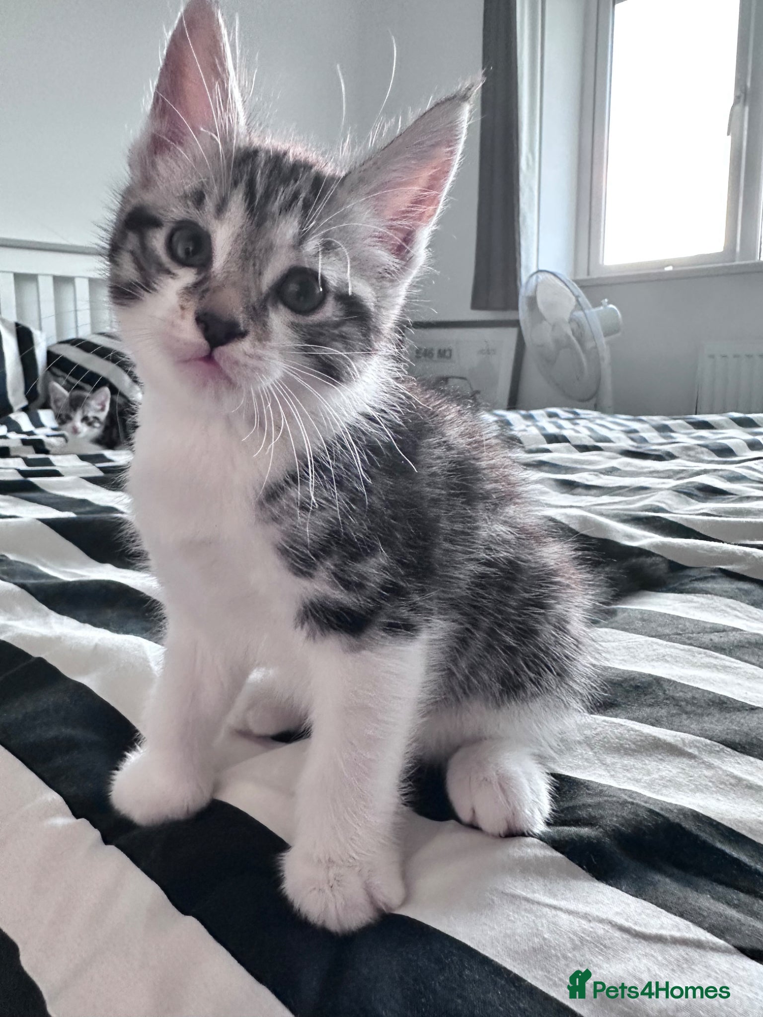 Maine Coon Kitten 1
