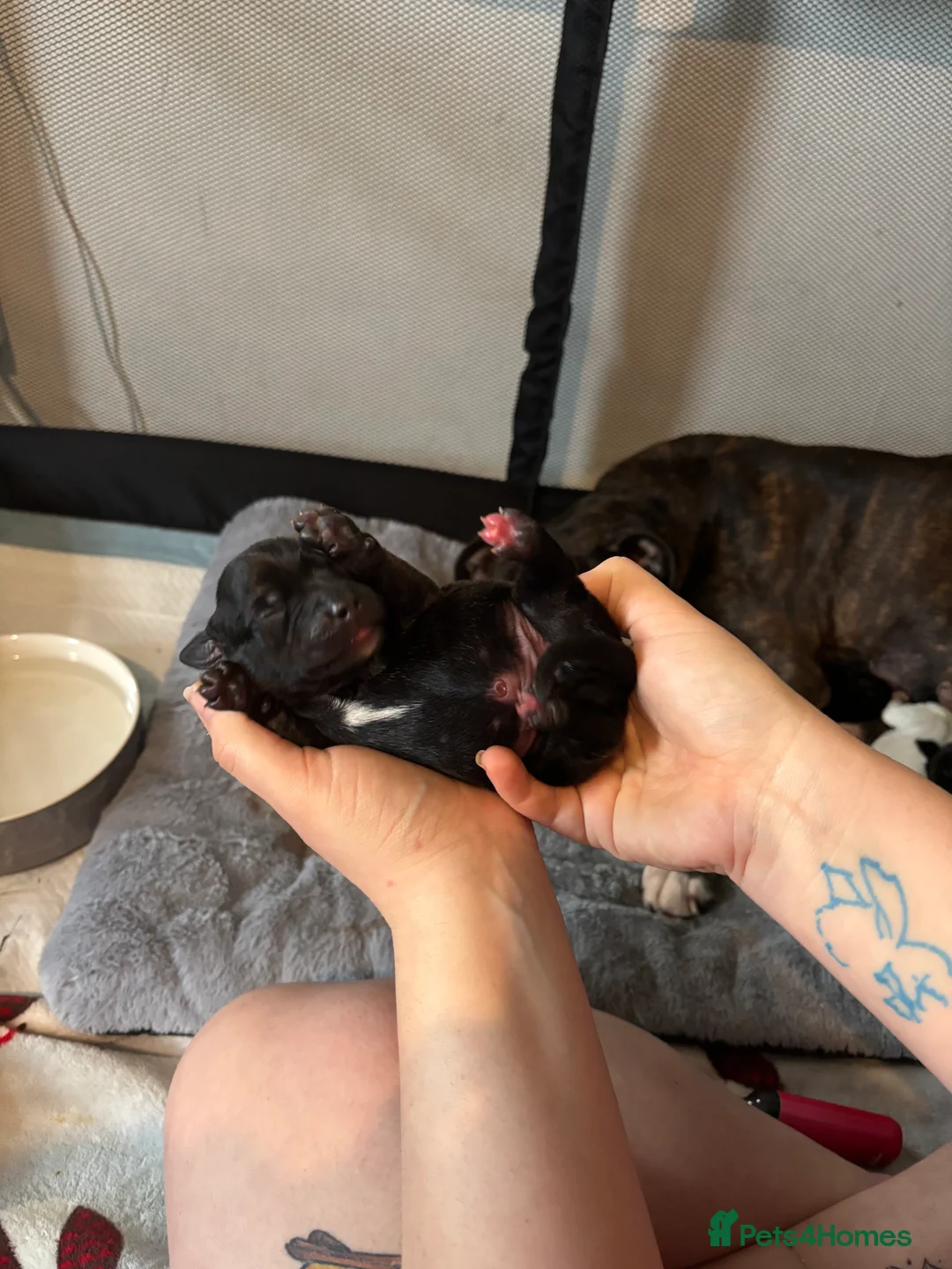 Mixed Breed dogs for sale: Staffy x Labrador Puppies – £700 – Bedford - Advert 5