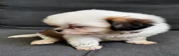 Shih Tzu dogs for sale: Shih tzu puppies for sale  - Advert 15