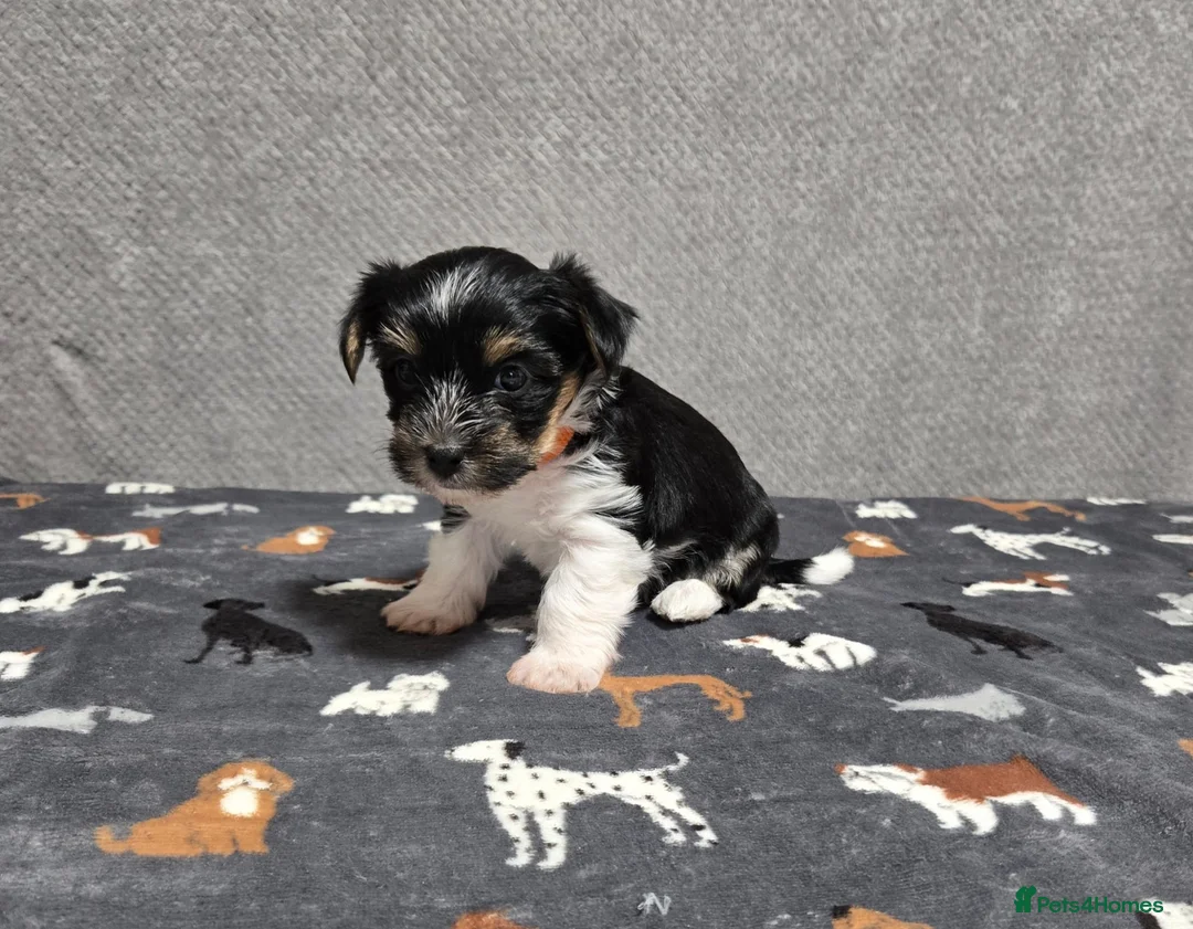 Biewer Terrier dogs for sale: Yorkie / Biewer Tri Coloured Puppies - Advert 6